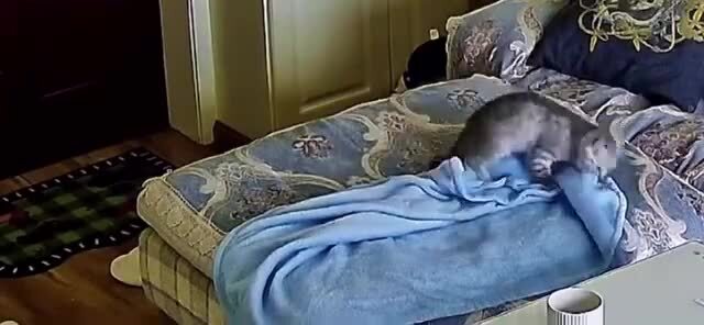 В соцсетях завирусился кот, который старательно делает себе лежанку из пледа  