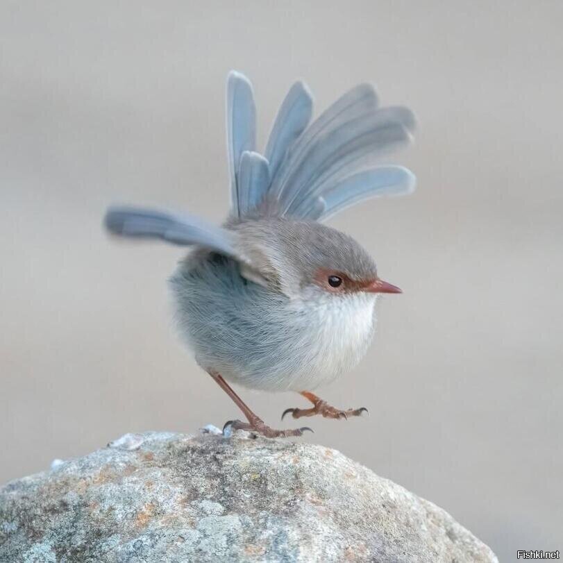 Малюр (Malurus cyaneus)