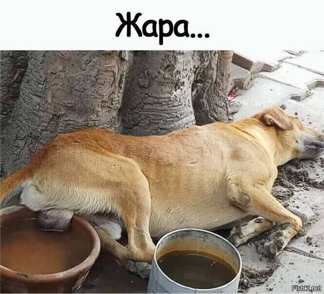 Солянка