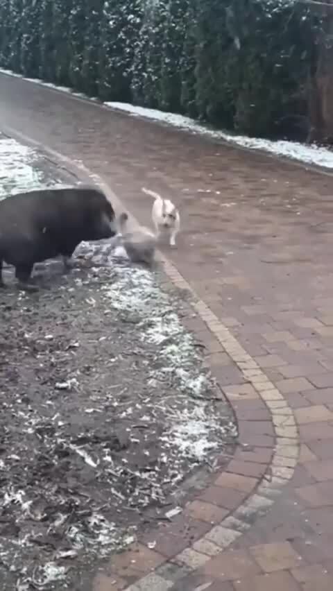 Весельчаки )))