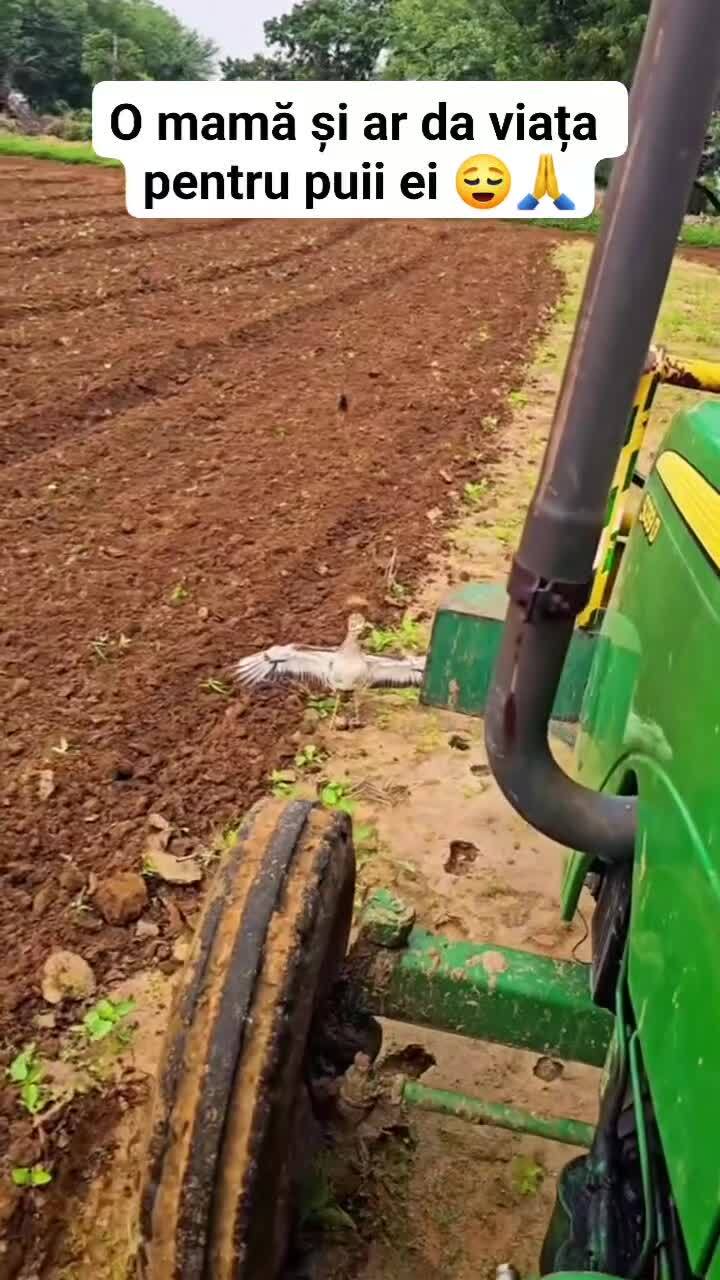 Мама отдала бы жизнь за своих малышей