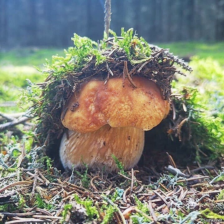 Солянка