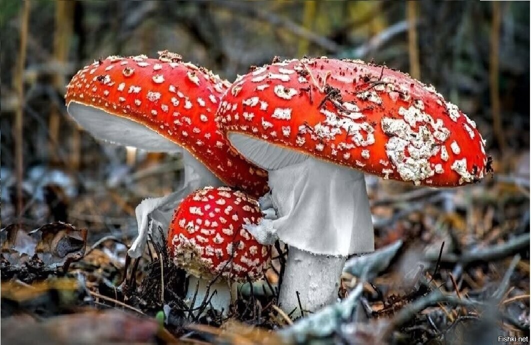 Солянка