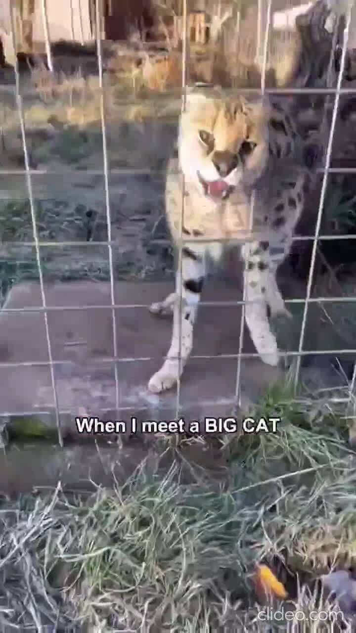 Большие котики