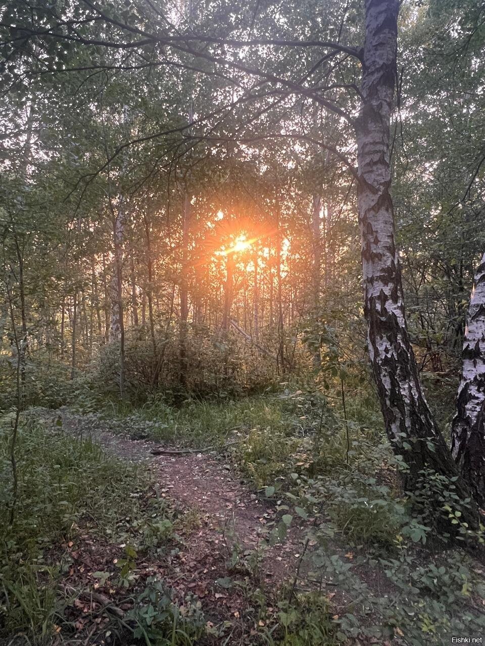Солянка