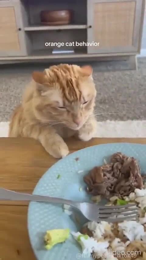 Наглые голодные морды