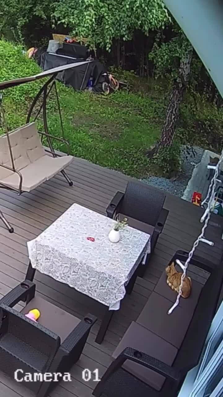 Если бы не камера, коту бы никто не поверил