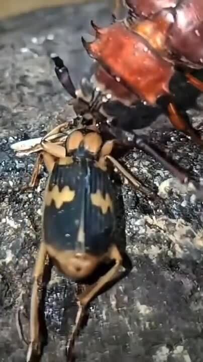 Солянка