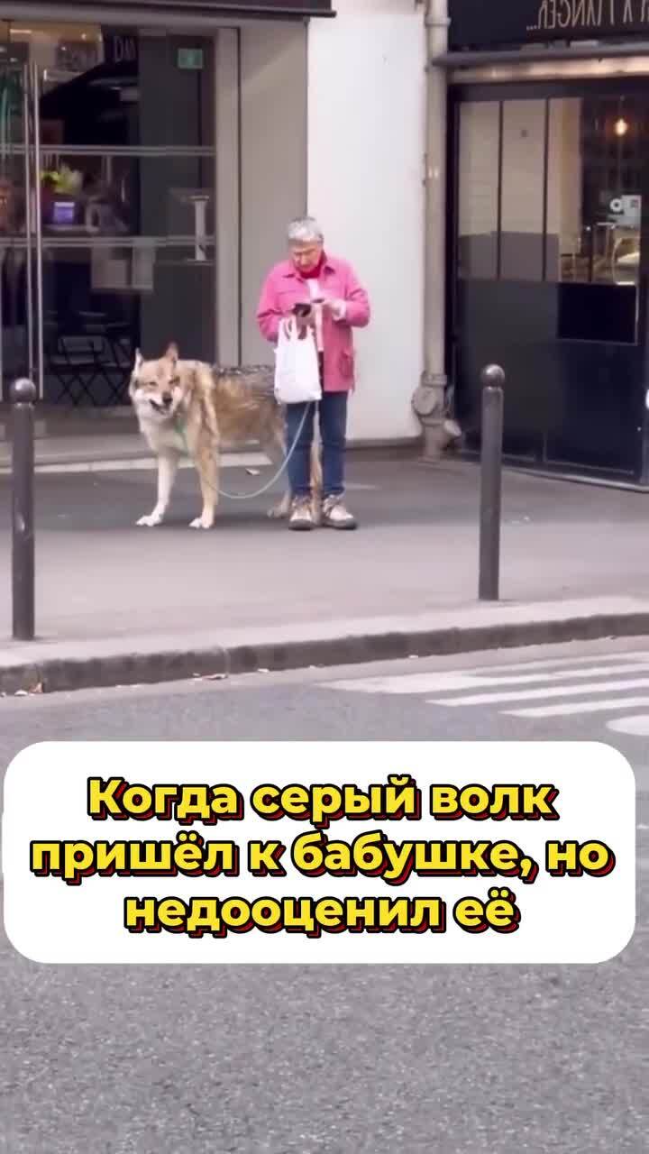 В Париже заметили пожилую жeнщину с неожиданно огромным питомцем