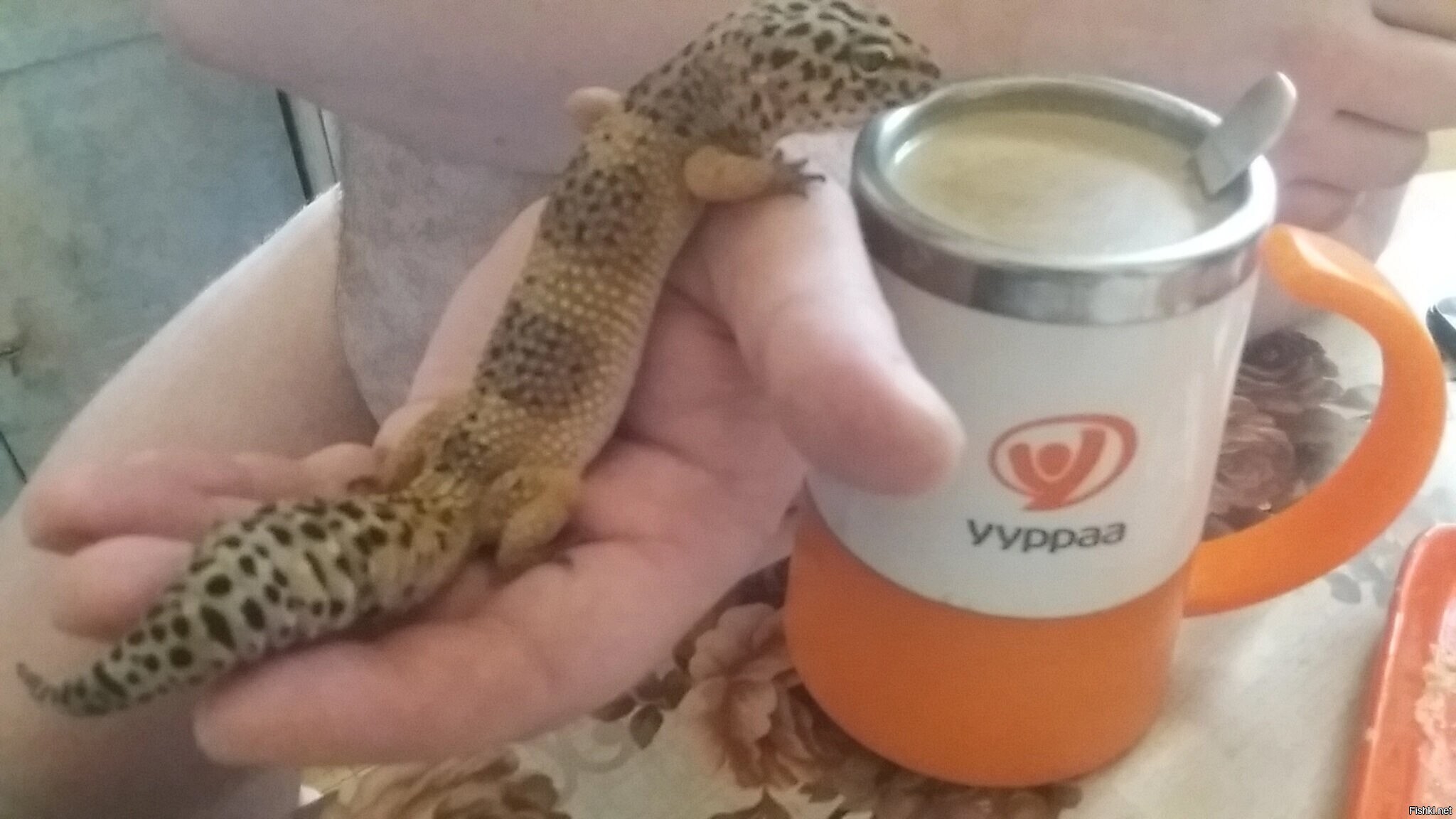 Солянка