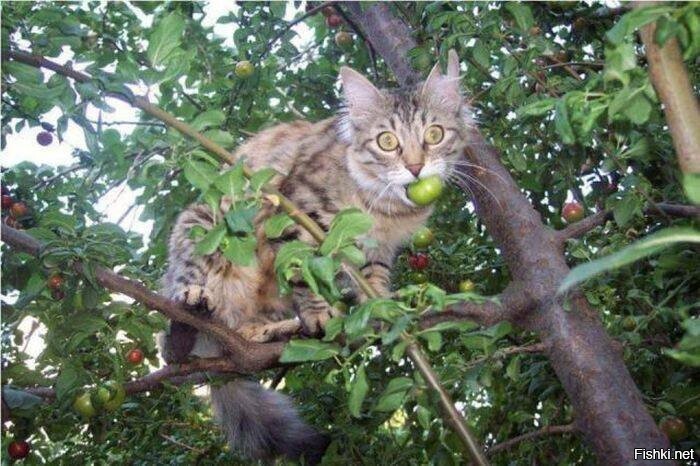 Яблочки из своего сада