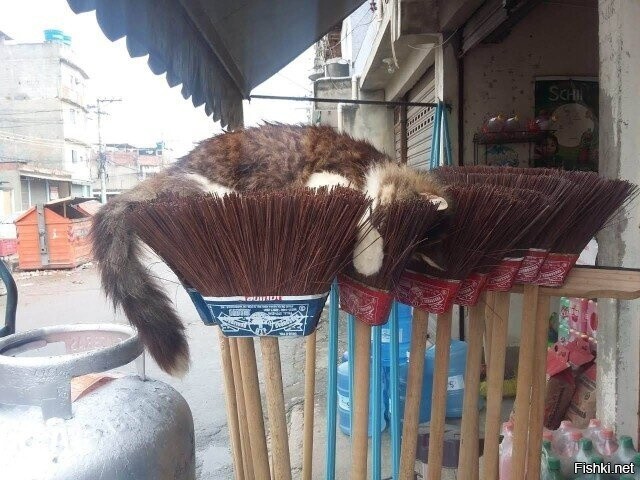 Солянка