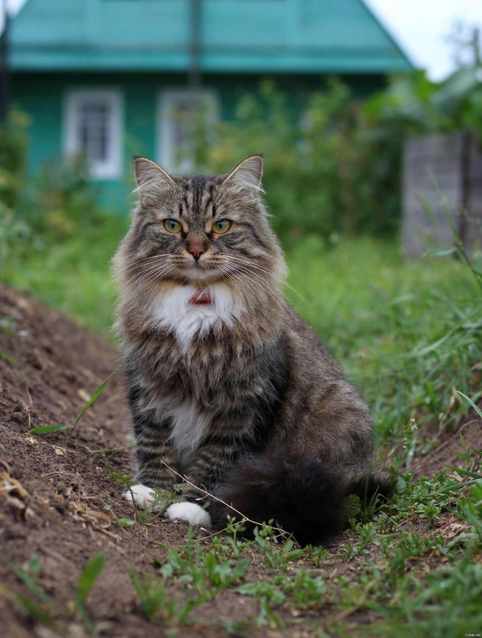 Солянка