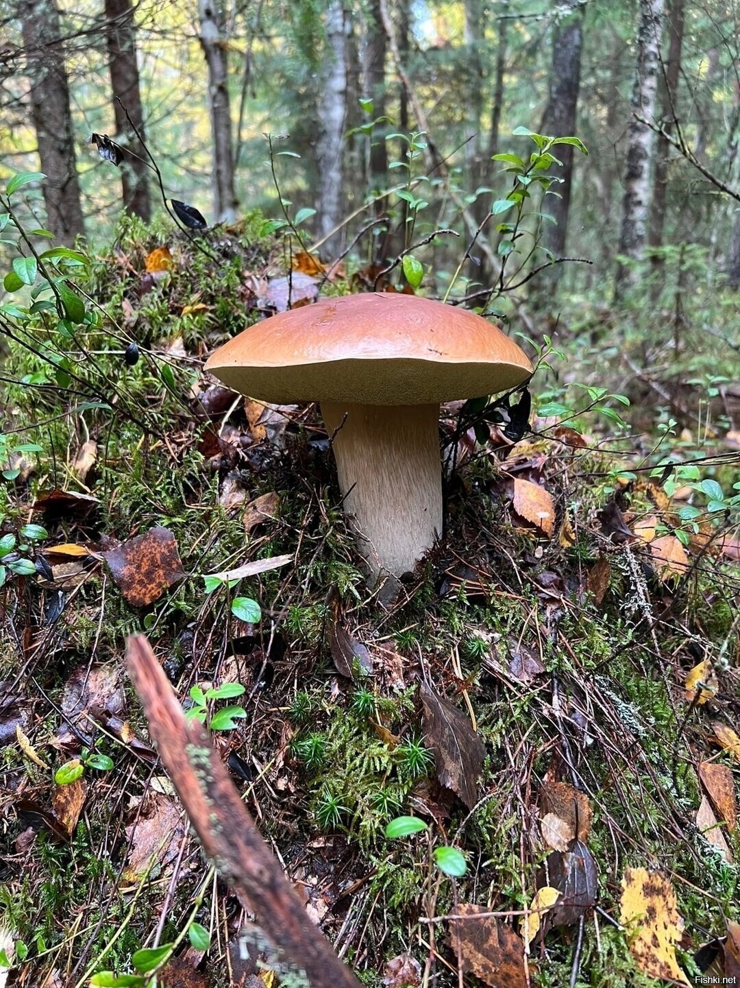 Солянка