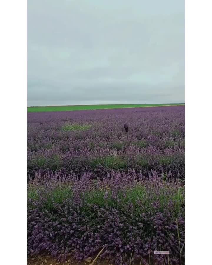 Котики на природе)