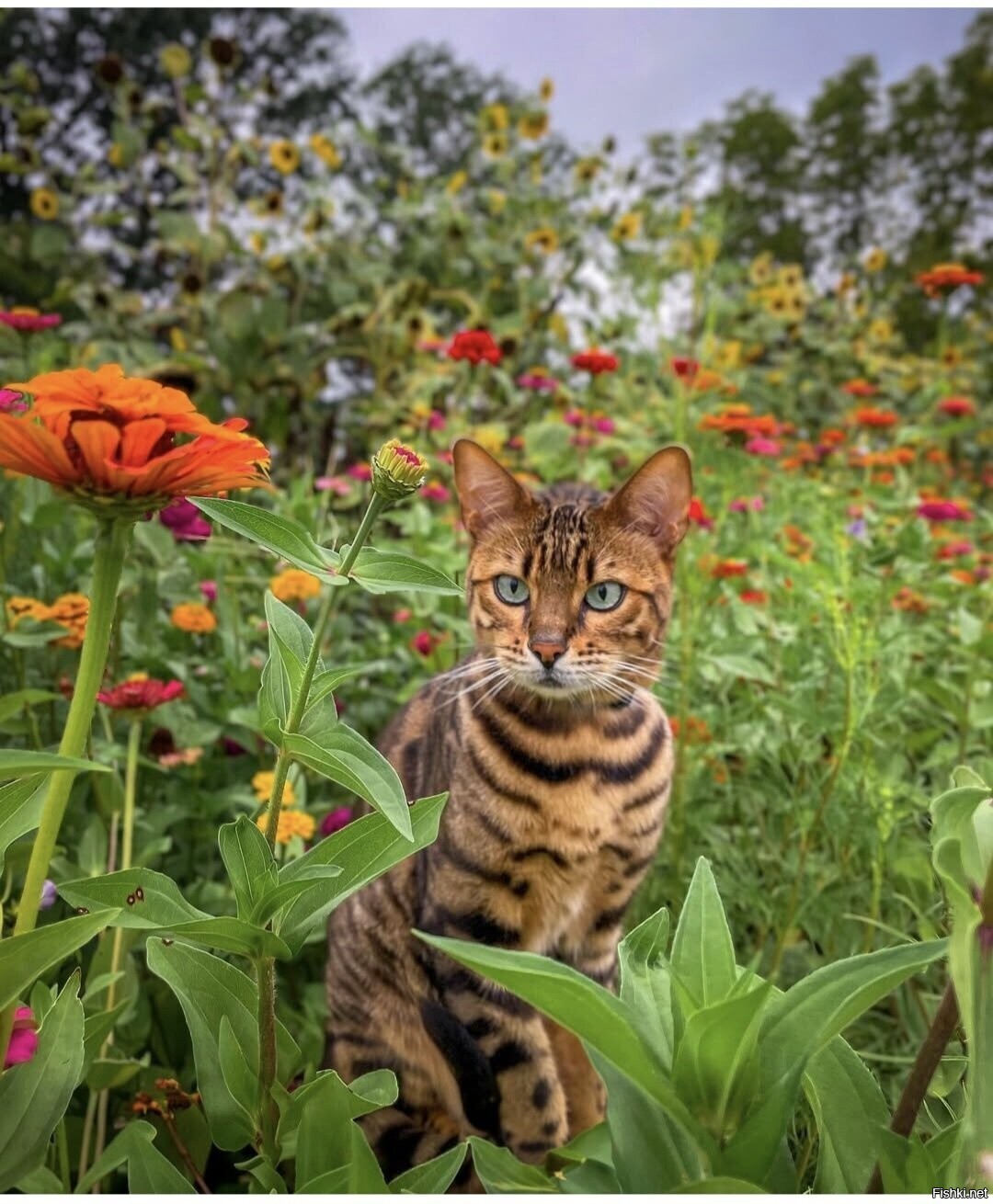 Солянка