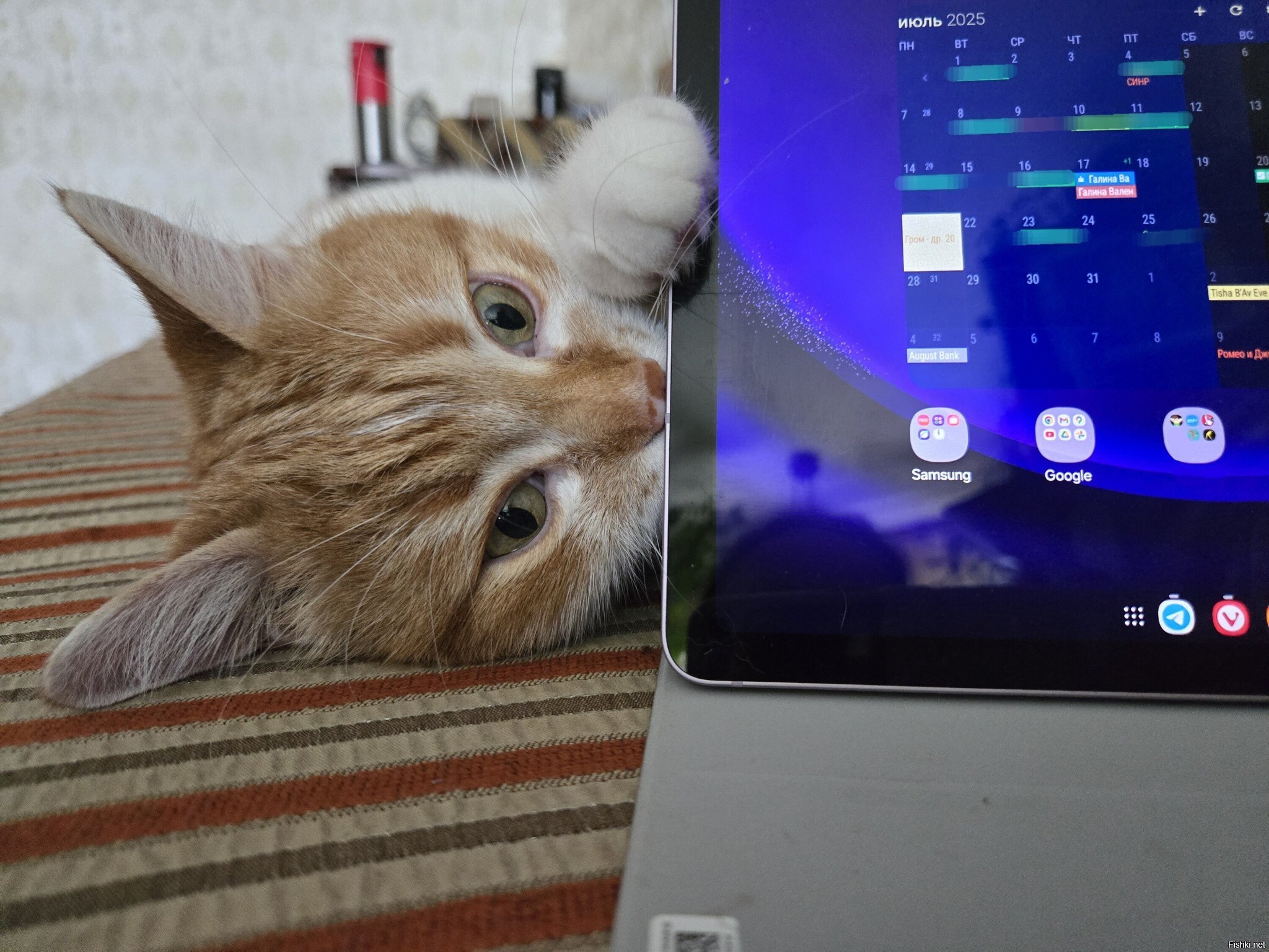 Погладь кота