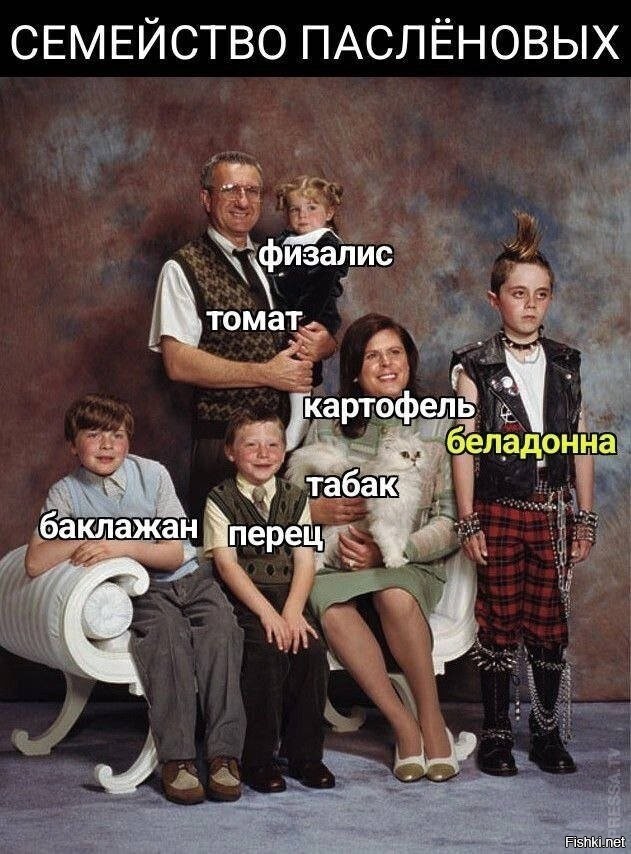 Солянка