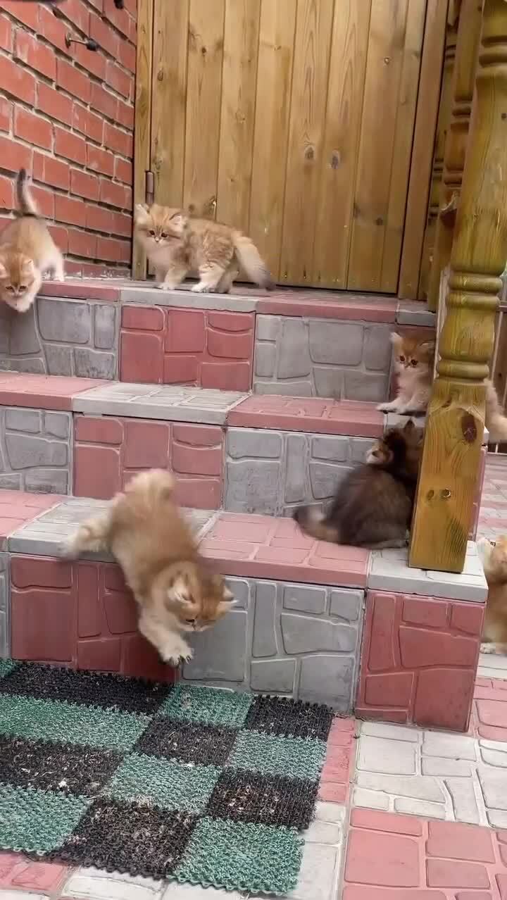 Котовое маленьковое
