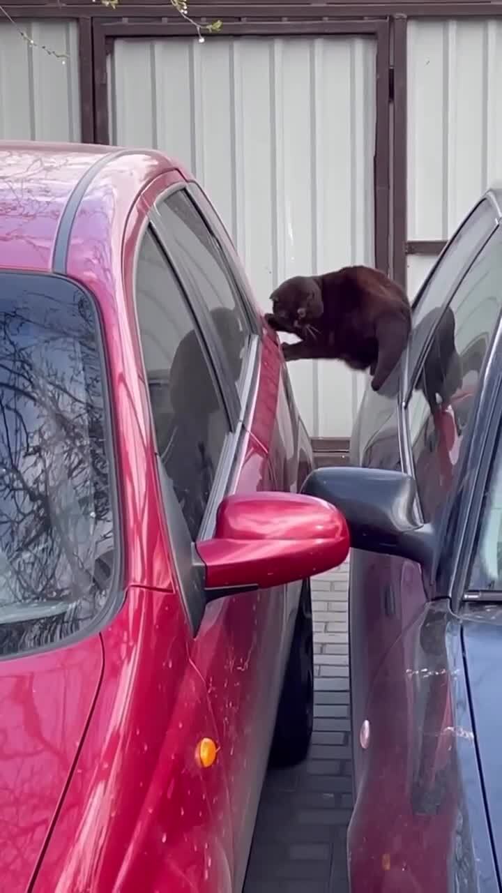 Котиссия невыполнима