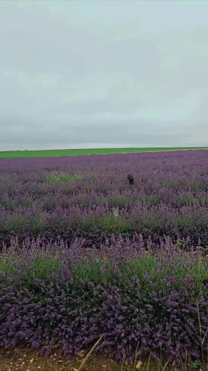 Вероятность встретить кошкодельфинов в лавандовом поле мала, но никогда не ра...