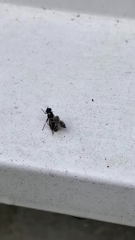 муха-цокотуха