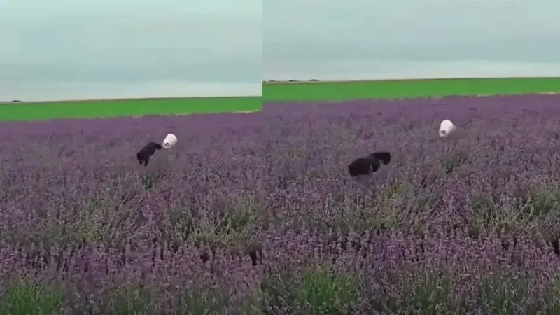 Кошки в лавандовом поле