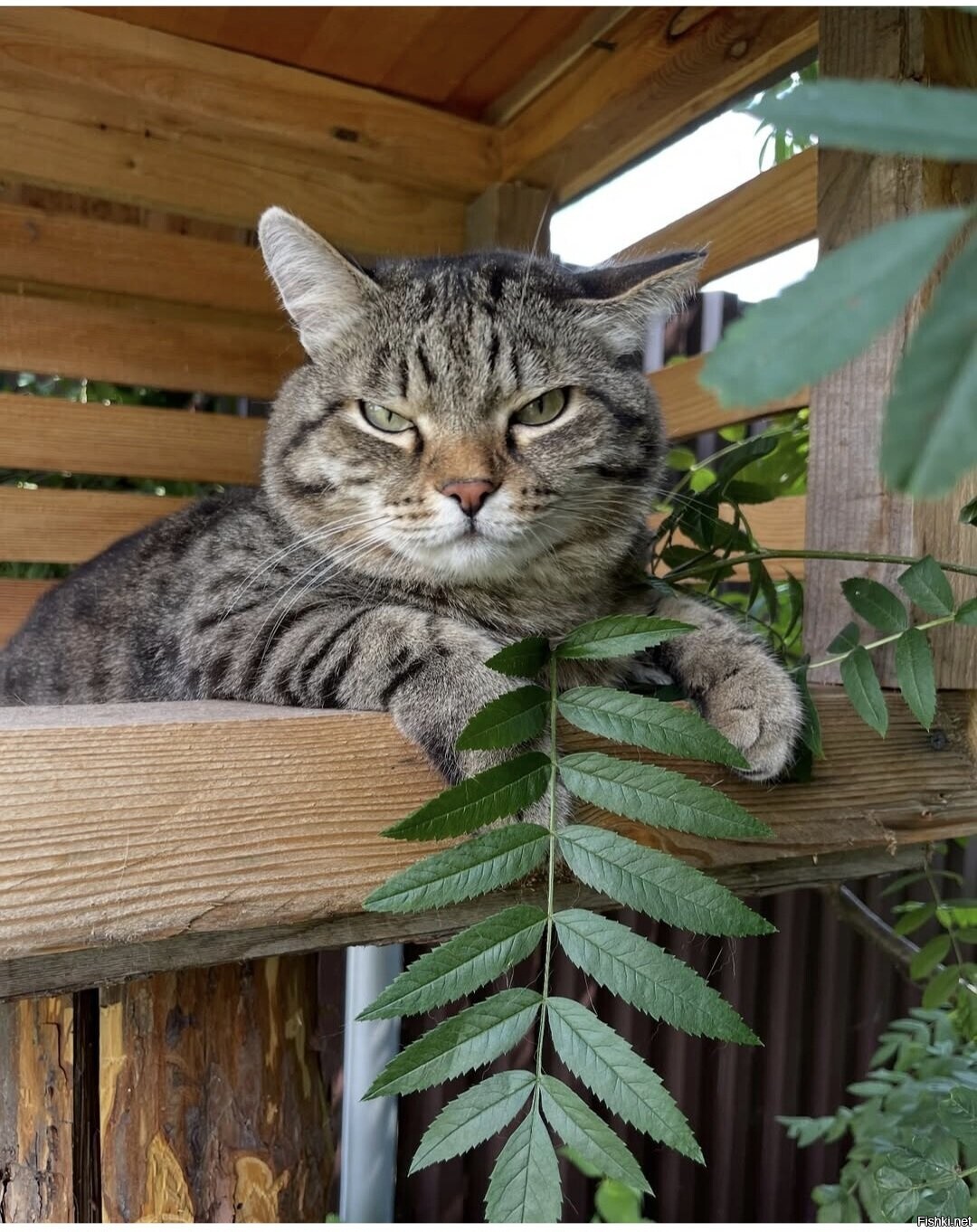 Солянка