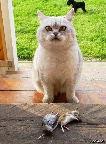 - В сливочном соусе приготовь