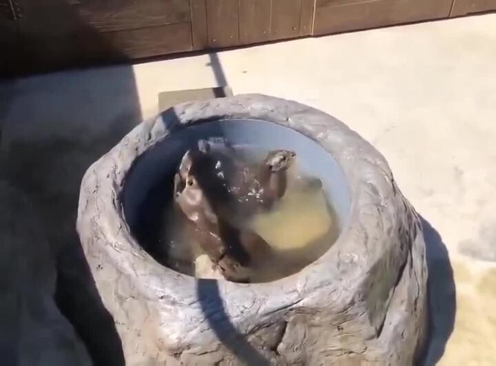 Выдромойка