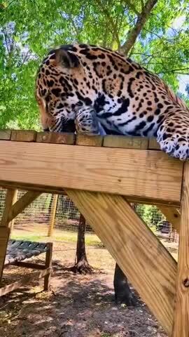 Кошки есть кошки)