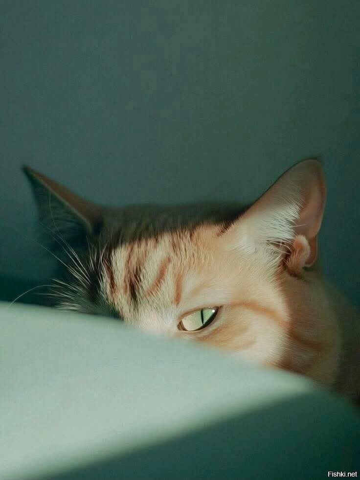 Затаившийся)