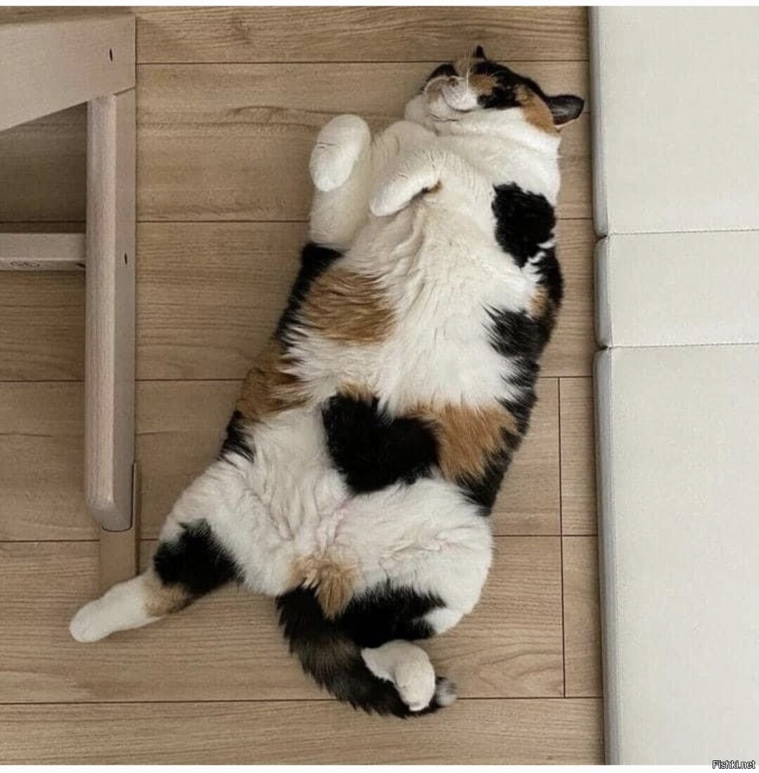 Солянка