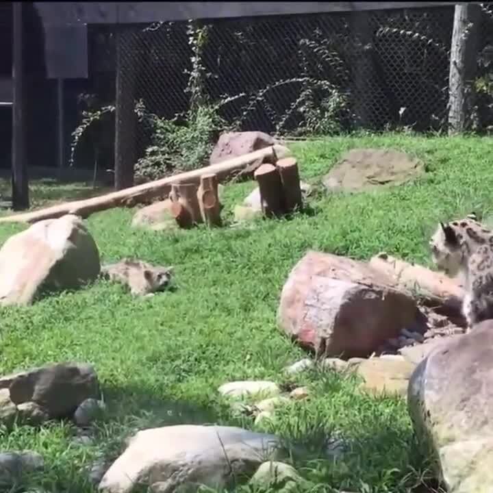 Все играют с детьми