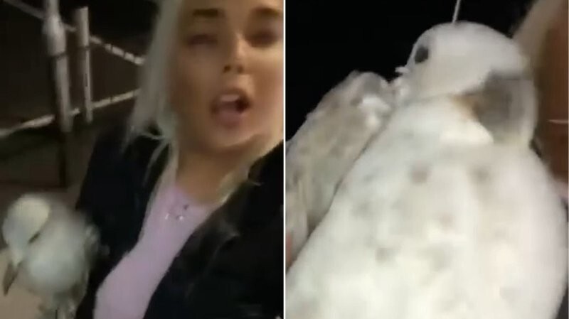 Пьяная девушка принесла домой чайку, а после выяснила, что у неё птичий грипп