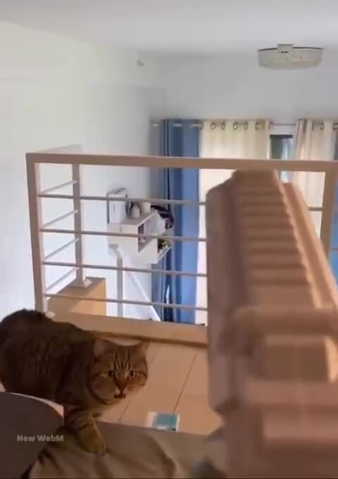 Это точно кот