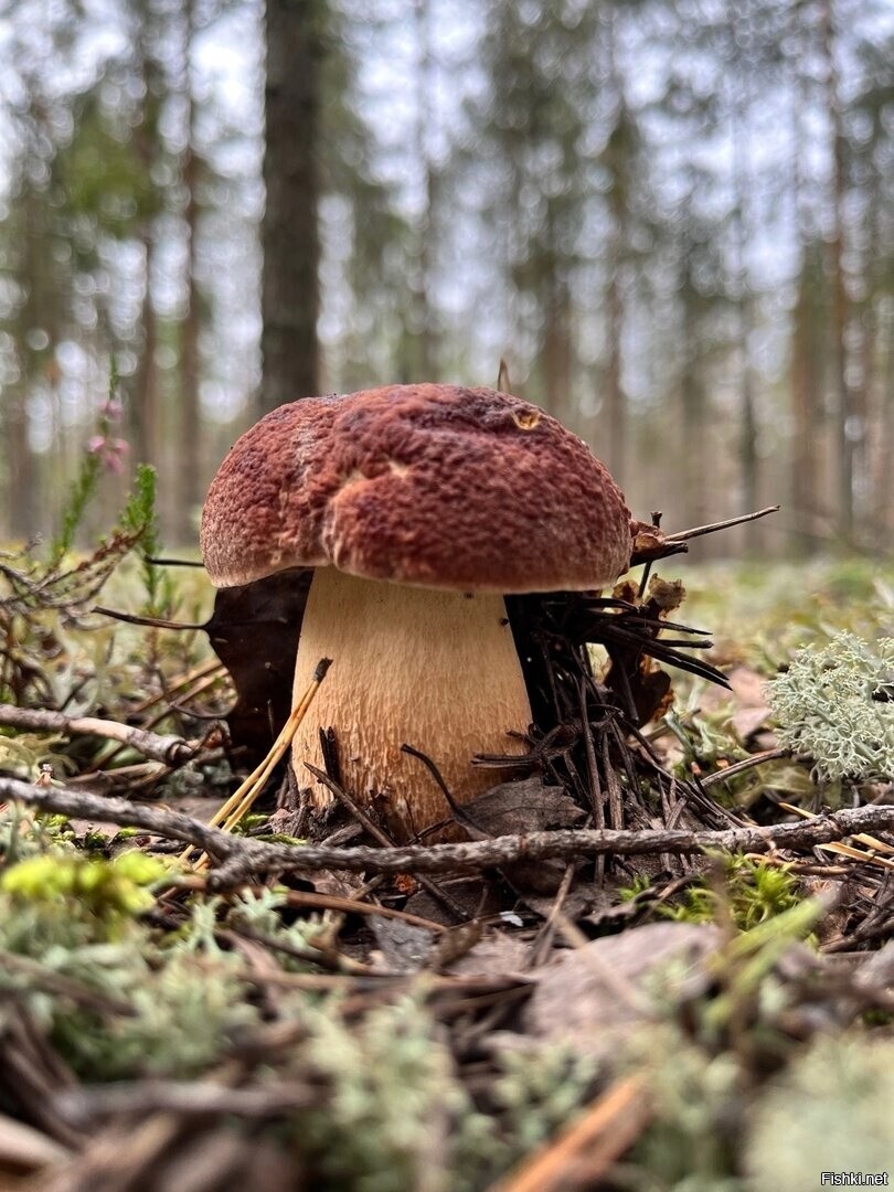 Солянка