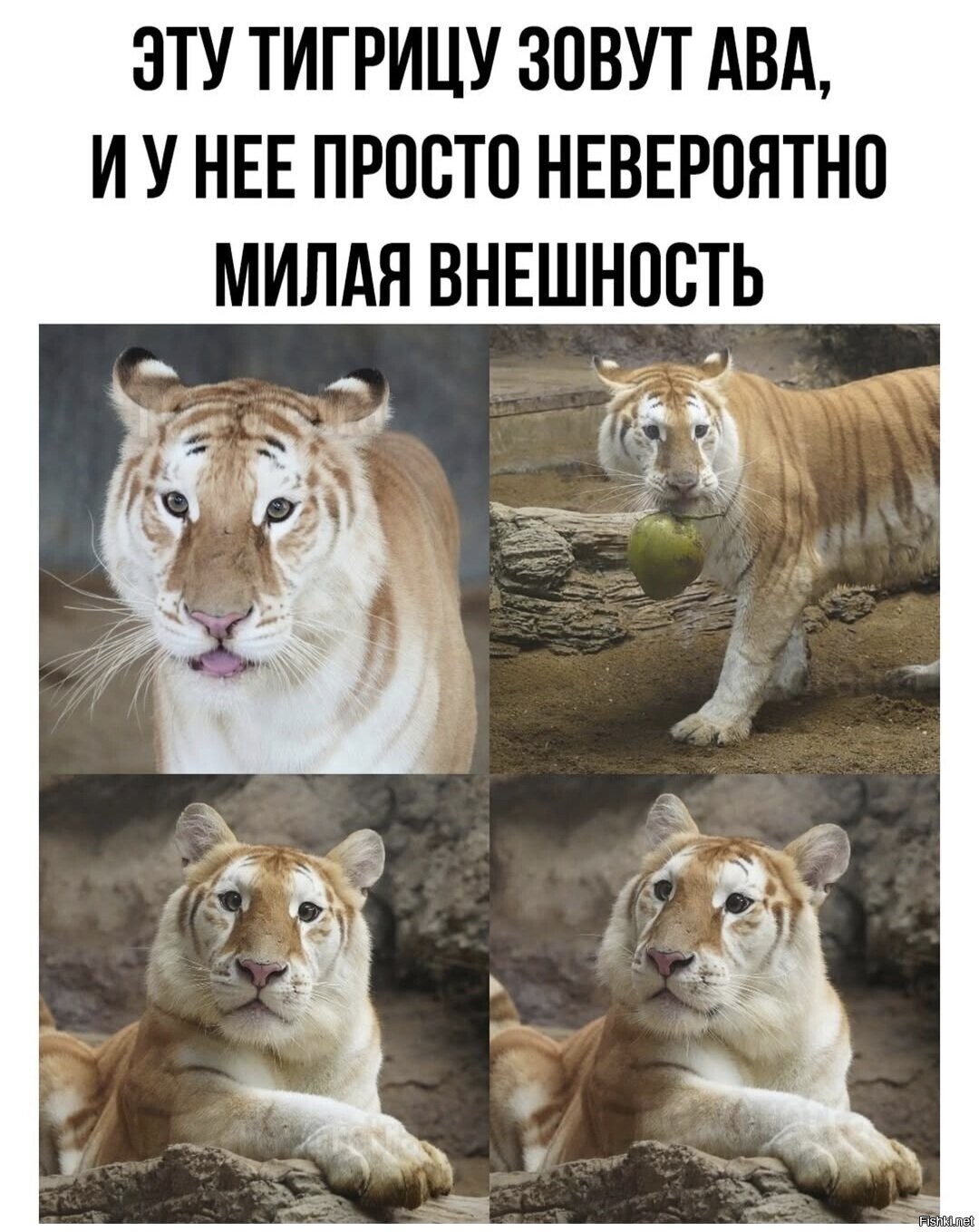 Доброе утро