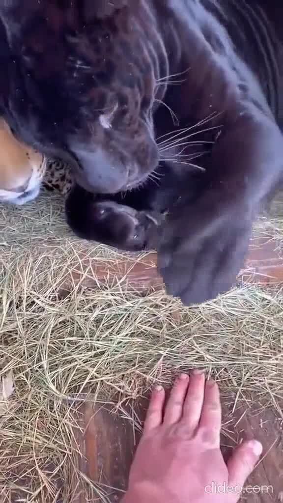 Большие кошки