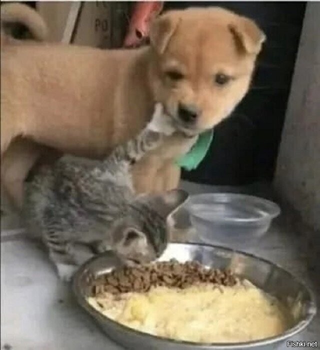 Завтрак съешь сам