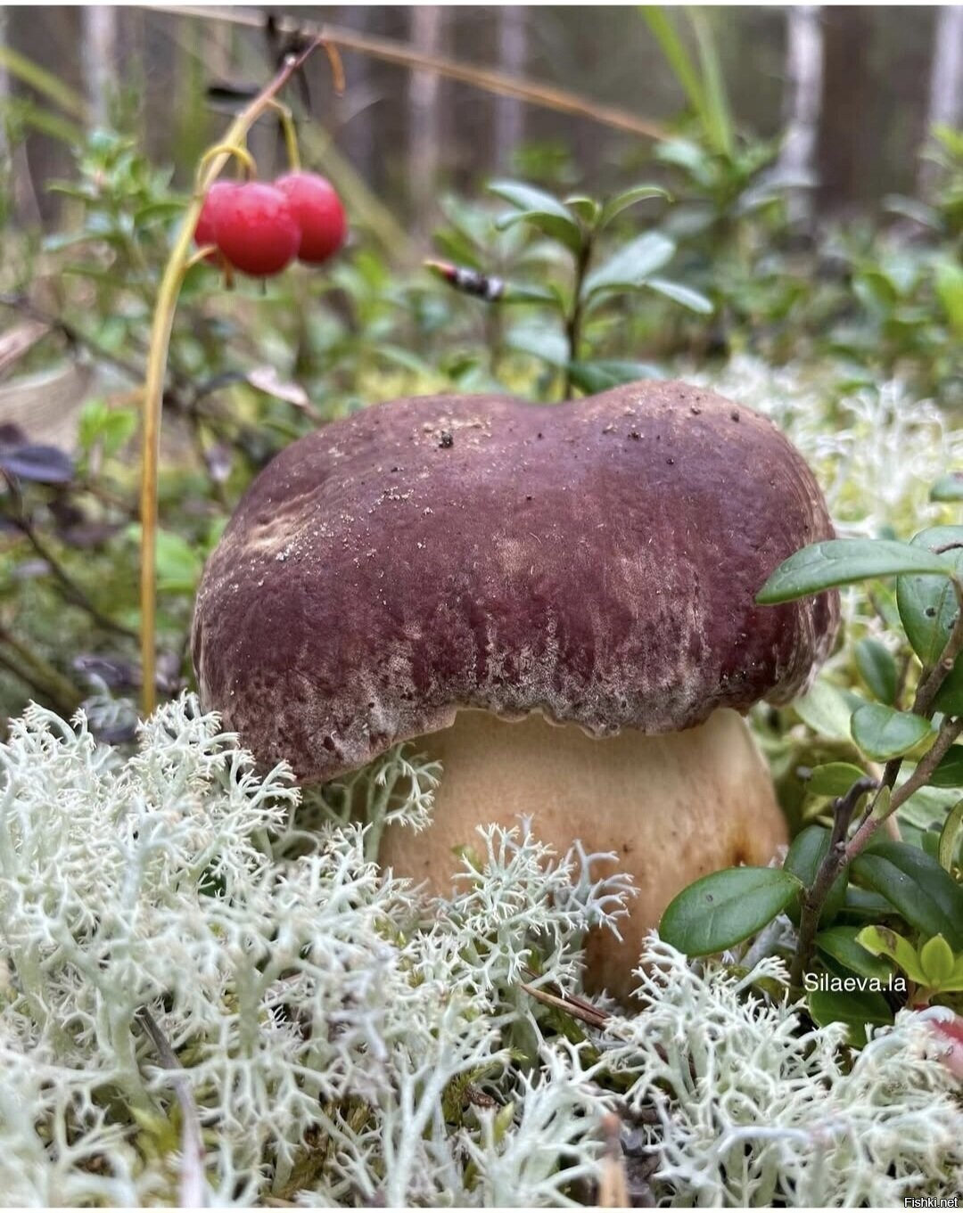 Солянка