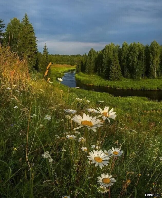 Солянка