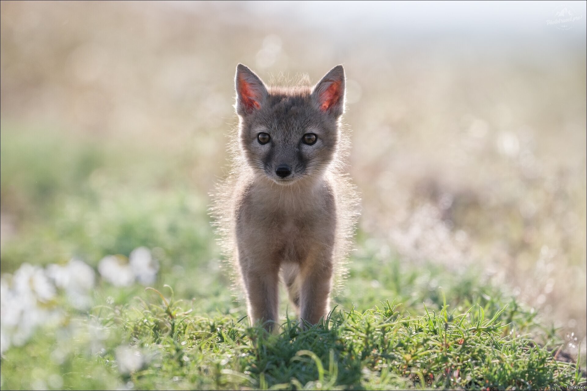 Маленький корсак