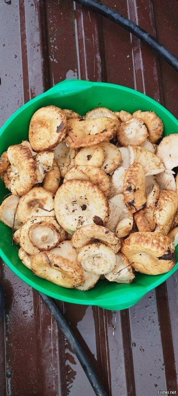 Солянка