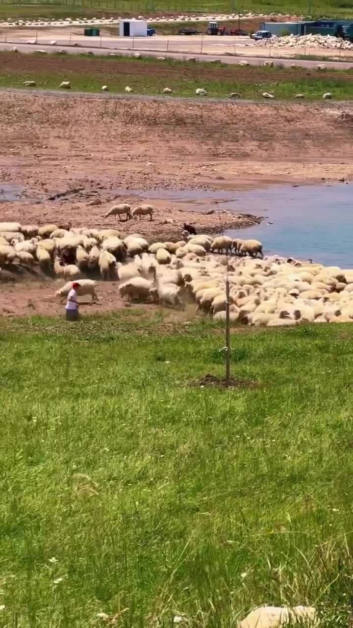 Пёс на страже 