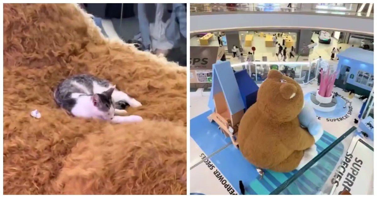 Кошка нашла для себя идеальную лежанку