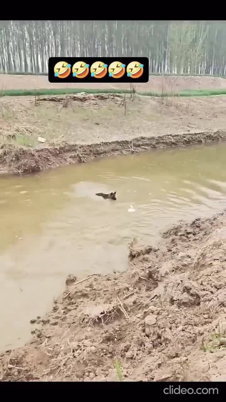Утка троллит собаку 
