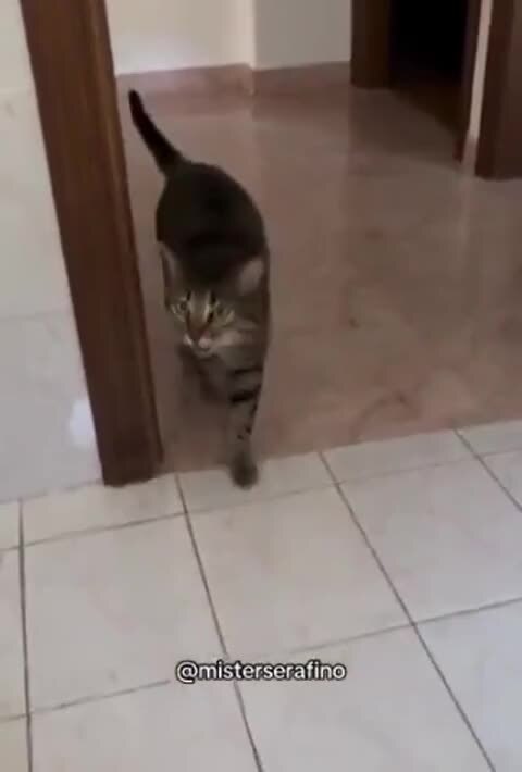 Очень разговорчивый кот