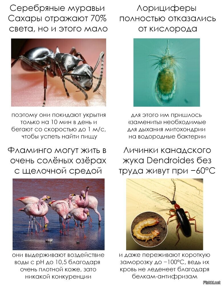А с трудом эти канадские жуки сколько смогут выдержать