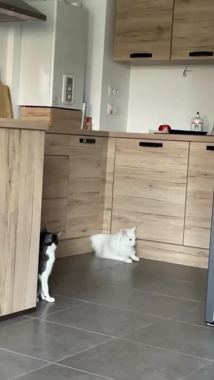 Потому что коты - это жидкость)